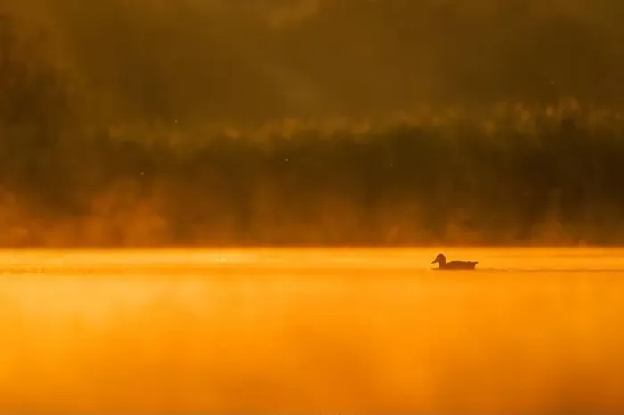Framed Print : Wild duck floating on the water at sunset, beautiful orange color scenery Framed Print : Wild duck floating on the water at sunset, beautiful orange color scenery