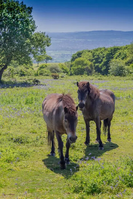Framed Print : Wild Exmoor ponies grazing amongst the bluebells at the summit of Cothelstone Hill Framed Print : Wild Exmoor ponies grazing amongst the bluebells at the summit of Cothelstone Hill