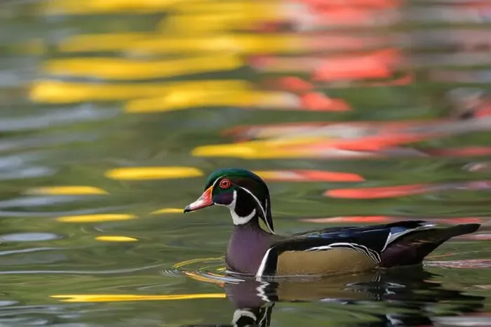 Framed Print : Wild and free male drake wood duck Aix sponsa in a pond with colorful reflections, copy space, California, USA Framed Print : Wild and free male drake wood duck Aix sponsa in a pond with colorful reflections, copy space, California, USA
