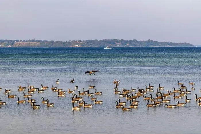 Framed Print : Wild geese land in the water on the shore near Landskrona in southern Sweden Framed Print : Wild geese land in the water on the shore near Landskrona in southern Sweden