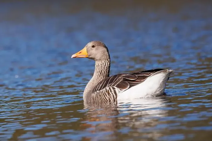 Framed Print : Wild goose, scientific name (Anser anser) Framed Print : Wild goose, scientific name (Anser anser)