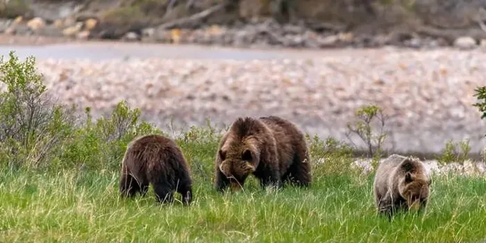 Framed Print : Wild grizzly bear family, Mom Framed Print : Wild grizzly bear family, Mom