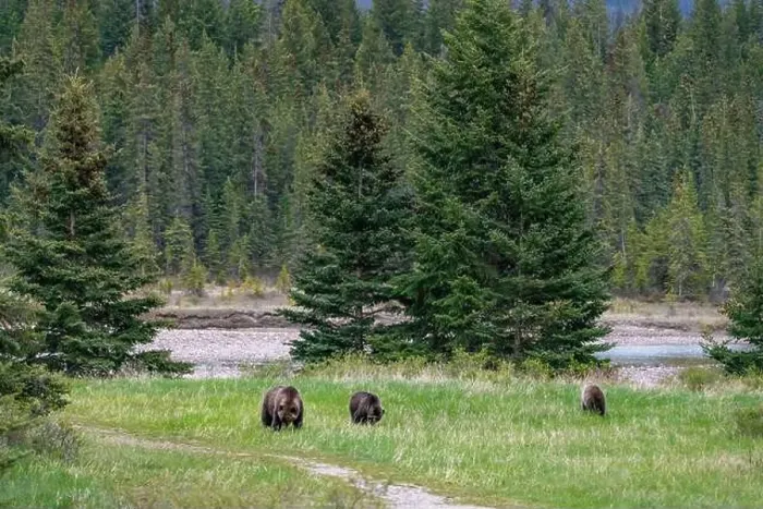 Framed Print : Wild grizzly bear family, Mom Framed Print : Wild grizzly bear family, Mom
