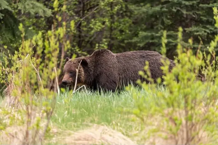 Framed Print : Wild grizzly bear (Ursus arctos horribilis) seen in Jasper National Park during summer time while foraging Framed Print : Wild grizzly bear (Ursus arctos horribilis) seen in Jasper National Park during summer time while foraging