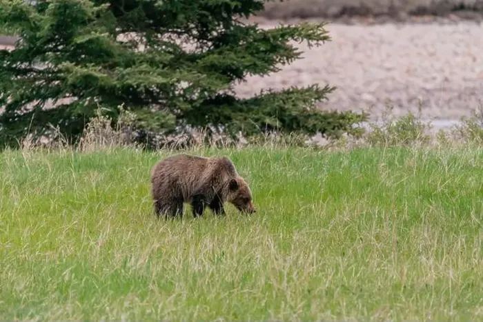 Framed Print : Wild grizzly bear (Ursus arctos horribilis) seen in Jasper National Park during summer time while foraging Framed Print : Wild grizzly bear (Ursus arctos horribilis) seen in Jasper National Park during summer time while foraging