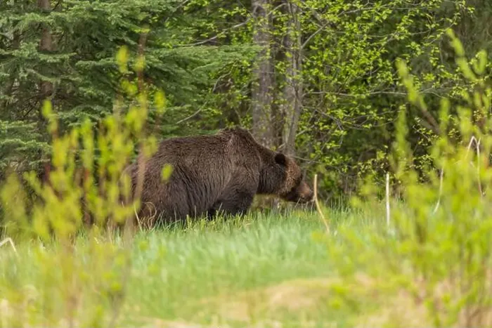 Framed Print : Wild grizzly bear (Ursus arctos horribilis) seen in Jasper National Park during summer time while foraging Framed Print : Wild grizzly bear (Ursus arctos horribilis) seen in Jasper National Park during summer time while foraging