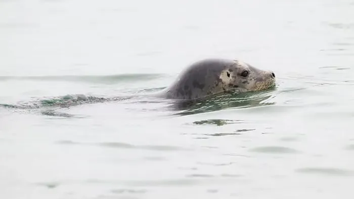 Framed Print : Wild Harbor Seal phoca vitulina swimming with head above calm water Framed Print : Wild Harbor Seal phoca vitulina swimming with head above calm water
