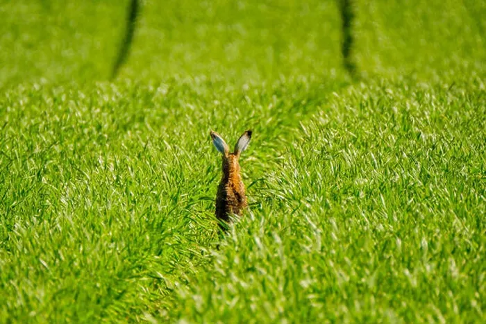 Framed Print : Wild hare in the field Framed Print : Wild hare in the field