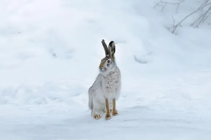 Framed Print : Wild hare sitting on snow in winter landscape Framed Print : Wild hare sitting on snow in winter landscape