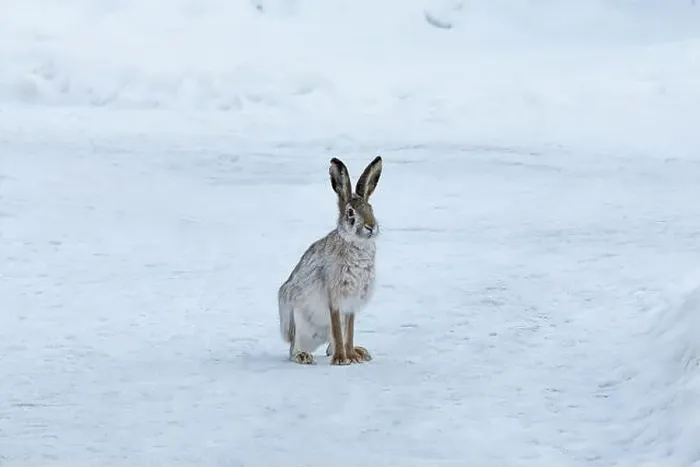 Framed Print : Wild hare sitting on snow in winter landscape Framed Print : Wild hare sitting on snow in winter landscape