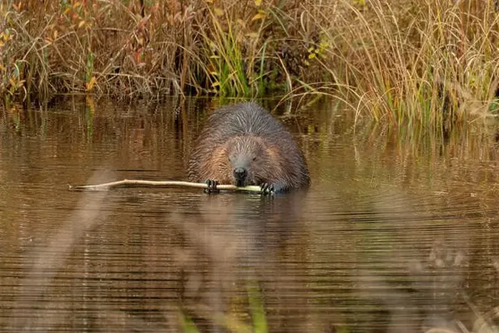 Framed Print : A wild North American beaver (Castor canadensis) sits in the water holding a branch