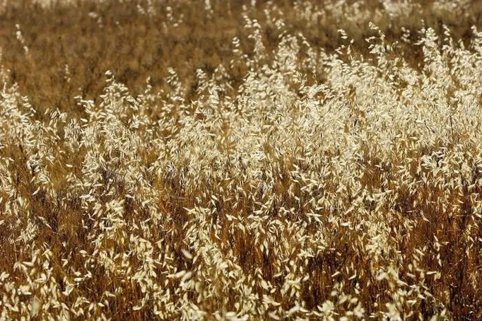 Framed Print : Wild Oat, North Rhine-Westphalia, Germany (Avena fatua)