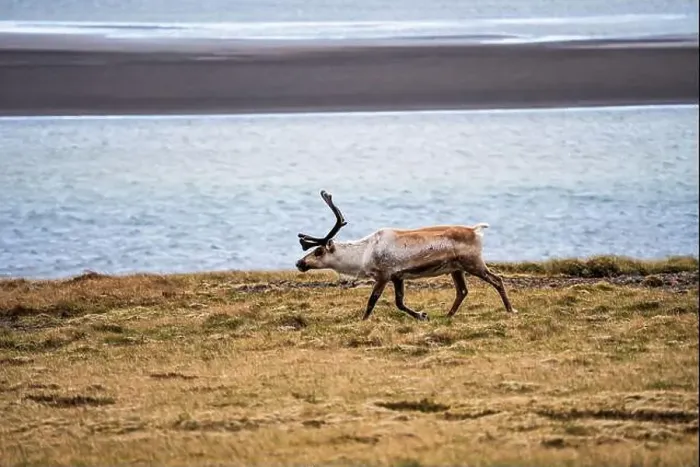 Framed Print : Wild reindeer walking along the Icelandic coast Framed Print : Wild reindeer walking along the Icelandic coast