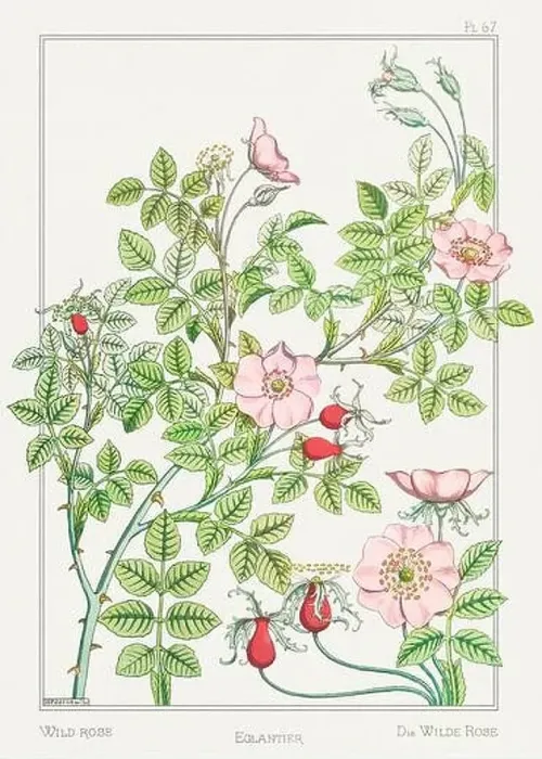 Framed Print : Wild Rose. Botanical art illustrated by Maurice Pillard Verneuil (1896) Framed Print : Wild Rose. Botanical art illustrated by Maurice Pillard Verneuil (1896)
