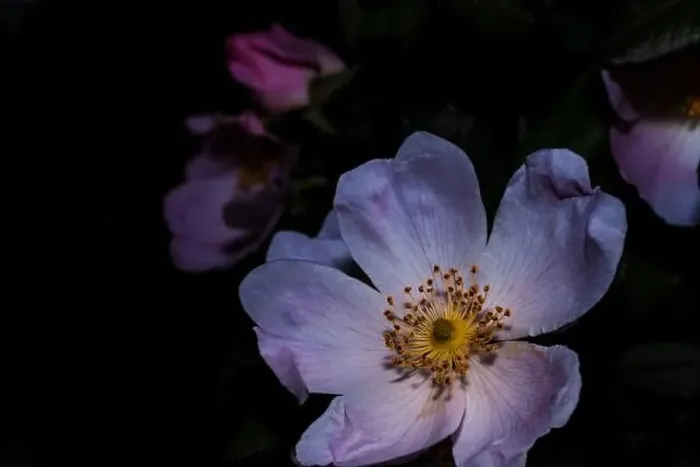 Framed Print : wild rose, macro flower photo, night flower shot Framed Print : wild rose, macro flower photo, night flower shot