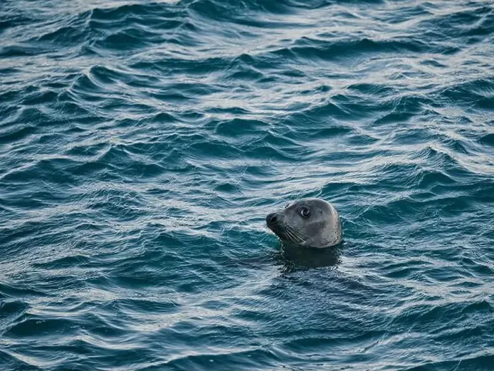 Framed Print : Wild seal floating on rippling seawater in daytime Framed Print : Wild seal floating on rippling seawater in daytime