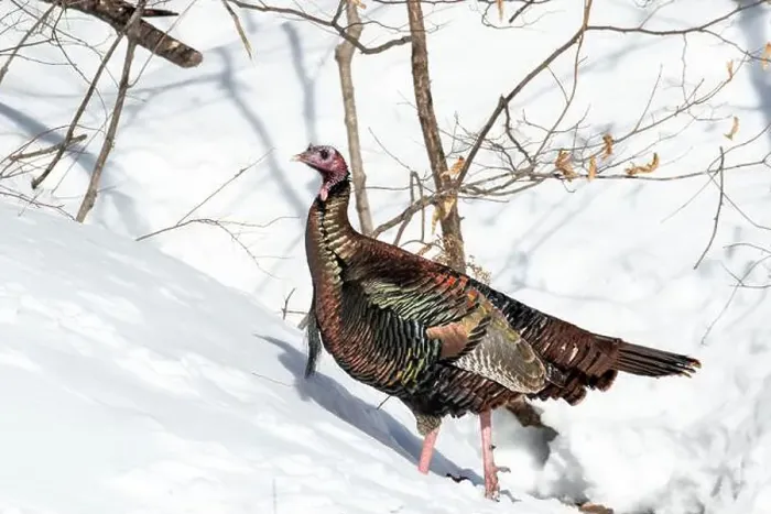 Framed Print : Wild turkey (Meleagris gallopavo) Framed Print : Wild turkey (Meleagris gallopavo)