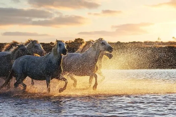 Framed Print : Wild White Horses of Camargue running on water at sunset. France