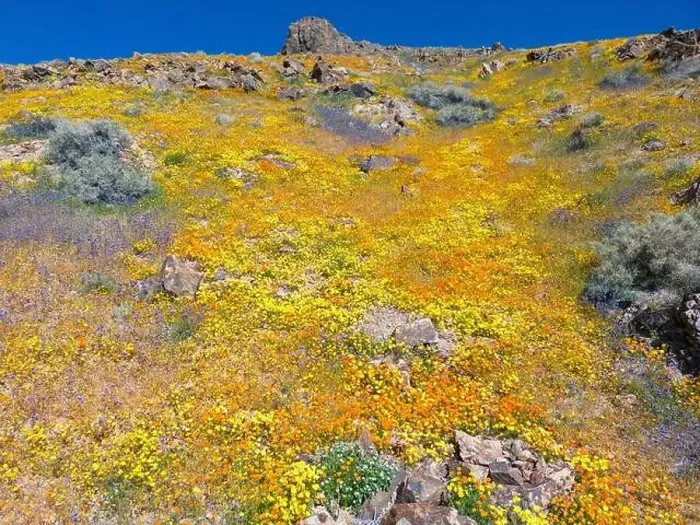 Framed Print : Wildflower hillside near Jawbone Canyon, CA Framed Print : Wildflower hillside near Jawbone Canyon, CA