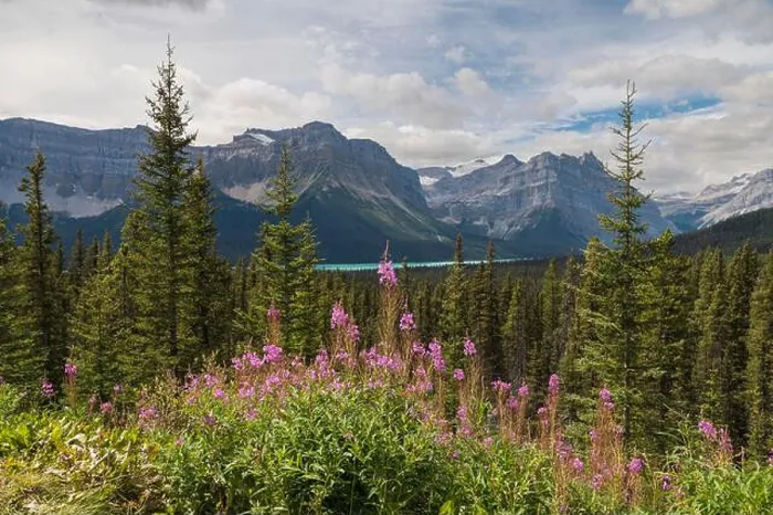 Framed Print : Wildflowers, fireweed (willowherb) near Bow Lake Framed Print : Wildflowers, fireweed (willowherb) near Bow Lake