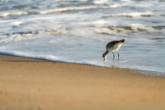 Framed Print : Willet or Sanderling looking for food on a Nags Head Beach in the Outer Banks of North Carolina Framed Print : Willet or Sanderling looking for food on a Nags Head Beach in the Outer Banks of North Carolina