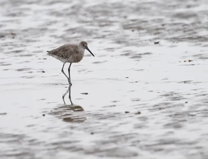 Framed Print : Willet (Tringa semipalmata) is walking through a beach and looking for a food on the Galveston's Island, Texas, USA Framed Print : Willet (Tringa semipalmata) is walking through a beach and looking for a food on the Galveston's Island, Texas, USA