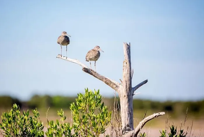 Framed Print : Two Willets (Tringa semipalmata) perched in a dead tree at Assateague Island National Seashore, Maryland Framed Print : Two Willets (Tringa semipalmata) perched in a dead tree at Assateague Island National Seashore, Maryland
