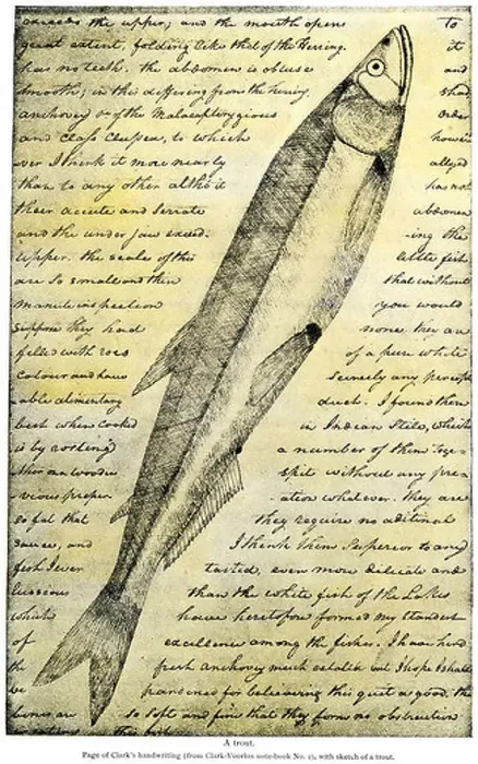 Framed Print : William Clark sketch of a trout in the Lewis and Clark expedition diary 1804 to 1806. Halftone with a watercolor wash Framed Print : William Clark sketch of a trout in the Lewis and Clark expedition diary 1804 to 1806. Halftone with a watercolor wash