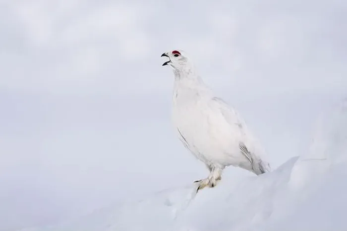 Framed Print : Willow Ptarmigan vocalizing in Arctic Valley in Southcentral Alaska Framed Print : Willow Ptarmigan vocalizing in Arctic Valley in Southcentral Alaska