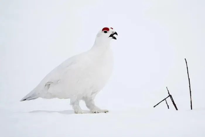 Framed Print : Willow Ptarmigan vocalizing in Arctic Valley in Southcentral Alaska Framed Print : Willow Ptarmigan vocalizing in Arctic Valley in Southcentral Alaska