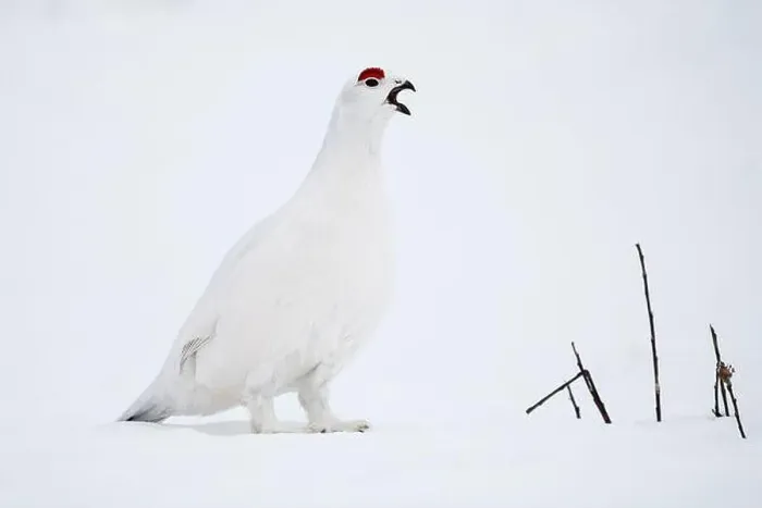 Framed Print : Willow Ptarmigan vocalizing in Arctic Valley in Southcentral Alaska Framed Print : Willow Ptarmigan vocalizing in Arctic Valley in Southcentral Alaska