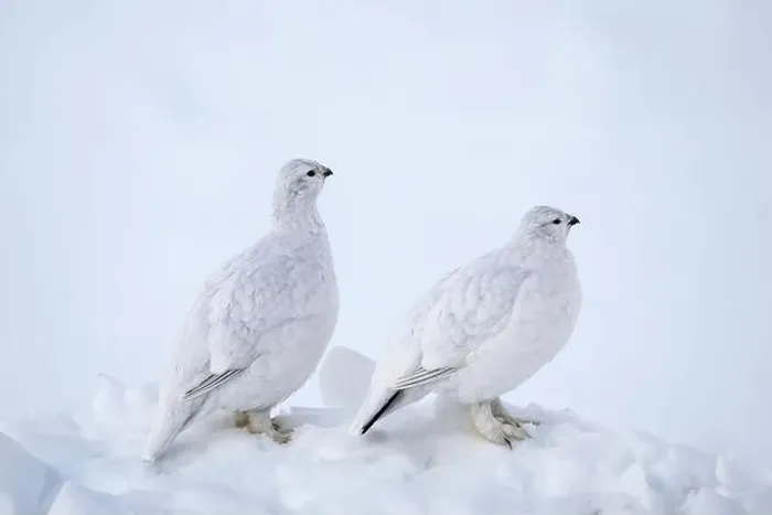 Framed Print : Willow Ptarmigans in Arctic Valley in Southcentral Alaska Framed Print : Willow Ptarmigans in Arctic Valley in Southcentral Alaska