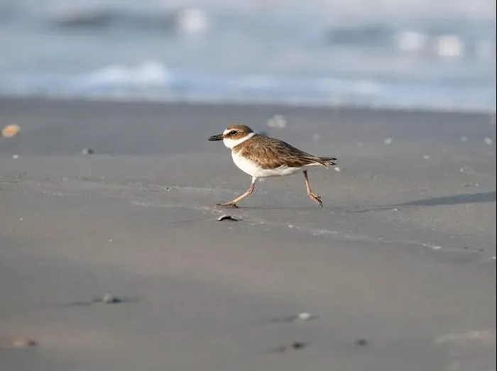 Framed Print : Wilson's plover running through the sand beach, Galveston, Texas Framed Print : Wilson's plover running through the sand beach, Galveston, Texas