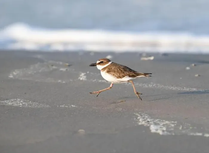 Framed Print : Wilson's plover running through the sand beach, Galveston, Texas Framed Print : Wilson's plover running through the sand beach, Galveston, Texas