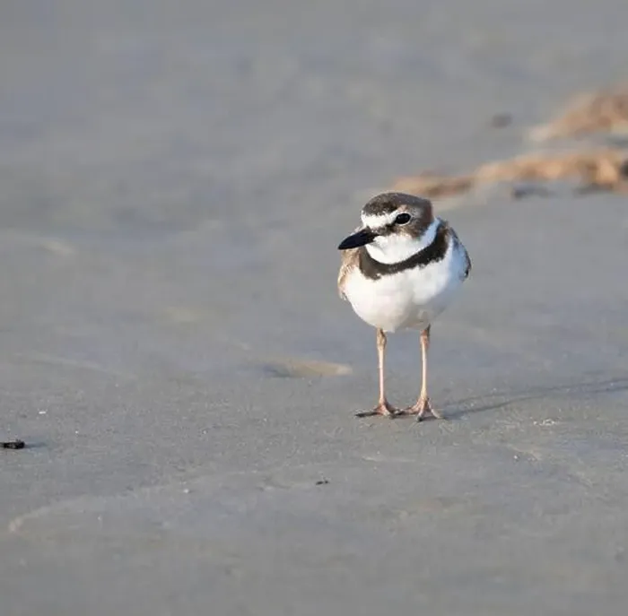 Framed Print : Wilson's plover on the sand beach, Galveston, Texas Framed Print : Wilson's plover on the sand beach, Galveston, Texas