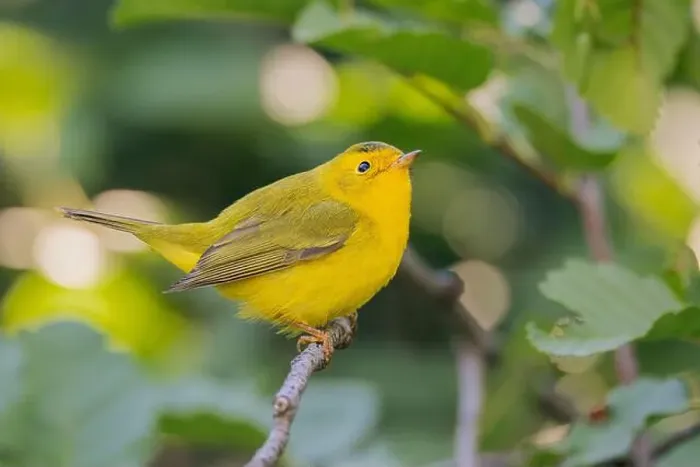 Framed Print : Wilson's Warbler (Cardellina pusila) El Dorado County California USA Framed Print : Wilson's Warbler (Cardellina pusila) El Dorado County California USA