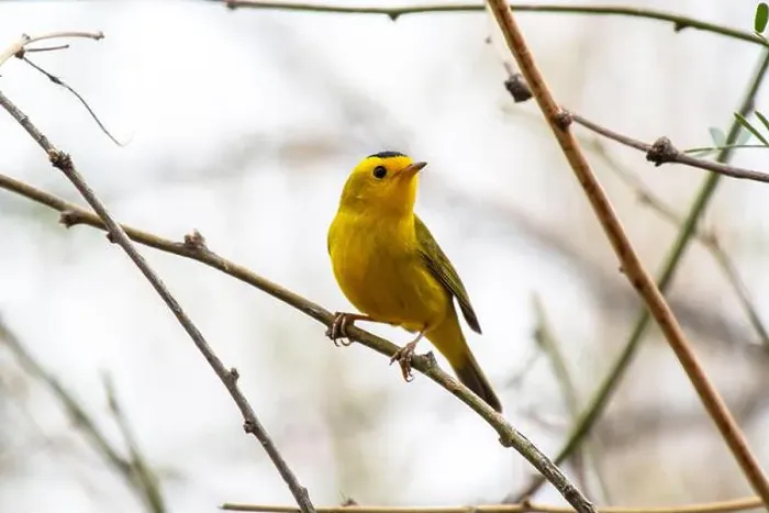 Framed Print : Wilson's Warbler (Cardellina pusilla) Framed Print : Wilson's Warbler (Cardellina pusilla)