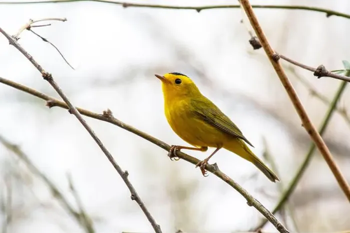 Framed Print : Wilson's Warbler (Cardellina pusilla) Framed Print : Wilson's Warbler (Cardellina pusilla)