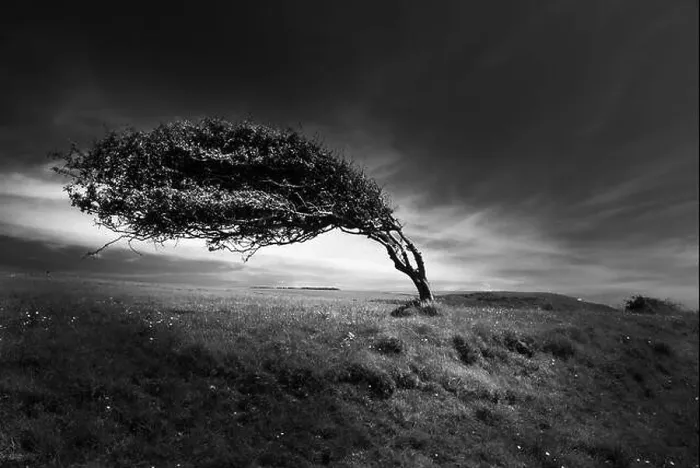 Framed Print : Windswept tree at Cuckmere Haven, near Seaford, East Sussex Framed Print : Windswept tree at Cuckmere Haven, near Seaford, East Sussex