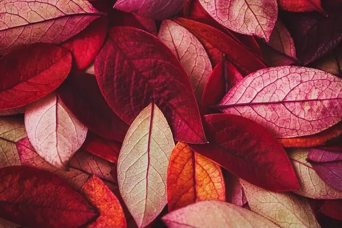 Framed Print : wine red autumn leaves texture, fall nature background Framed Print : wine red autumn leaves texture, fall nature background