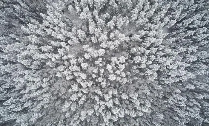 Framed Print : Winter abstract background. Snowy forest above top view Framed Print : Winter abstract background. Snowy forest above top view