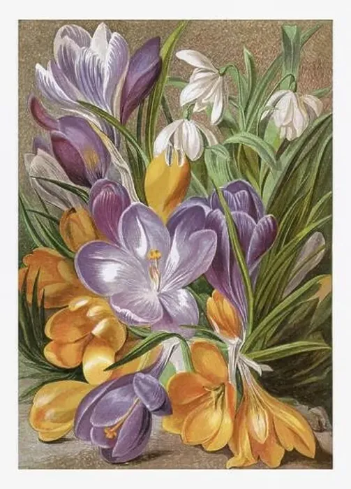 Framed Print : Winter Flowers. Seasonal illustration of The illustrated London Almanack (1845 to 1895) Framed Print : Winter Flowers. Seasonal illustration of The illustrated London Almanack (1845 to 1895)