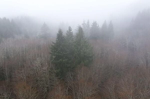 Winter fog seeps through a forest in Oregon. This state on the west coast is known for its diverse landscape of forests, mountains, and farms