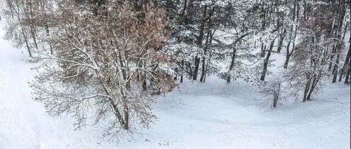 Framed Print : winter forest with frosty trees. drone shot of snow-covered trees. winter panoramic landscape. aerial view Framed Print : winter forest with frosty trees. drone shot of snow-covered trees. winter panoramic landscape. aerial view