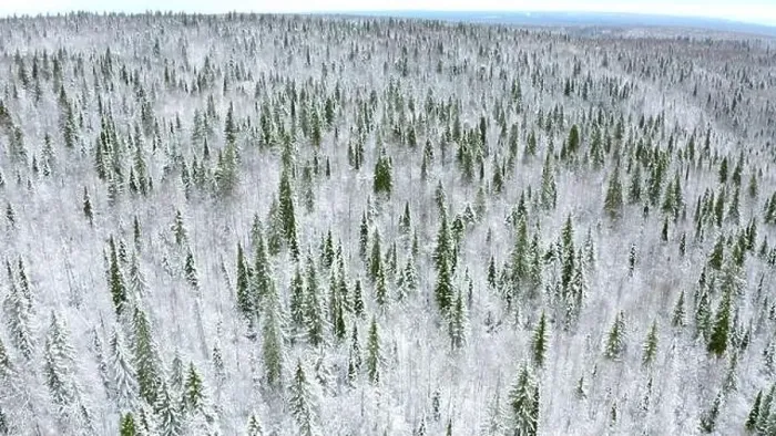 Framed Print : Winter forest landscape. Clip.View from a height of the green spruce standing in the white snow Framed Print : Winter forest landscape. Clip.View from a height of the green spruce standing in the white snow