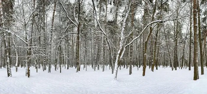Framed Print : winter forest landscape. snow covered tree trunks in winter forest Framed Print : winter forest landscape. snow covered tree trunks in winter forest