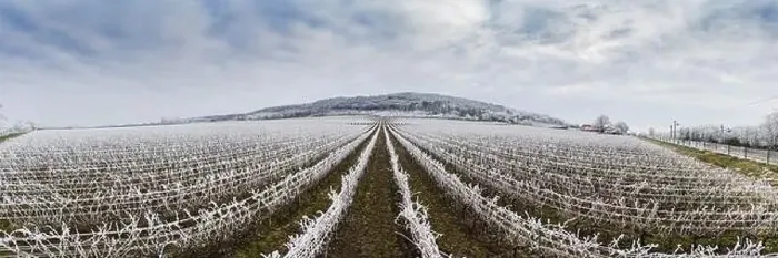 Framed Print : Winter frosty vineyard landscape covered by white flake ice near Harkany Framed Print : Winter frosty vineyard landscape covered by white flake ice near Harkany
