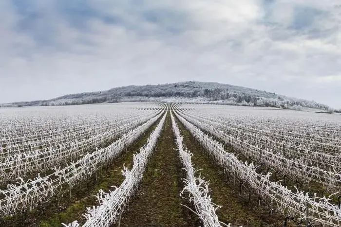 Framed Print : Winter frosty vineyard landscape covered by white flake ice near Harkany Framed Print : Winter frosty vineyard landscape covered by white flake ice near Harkany