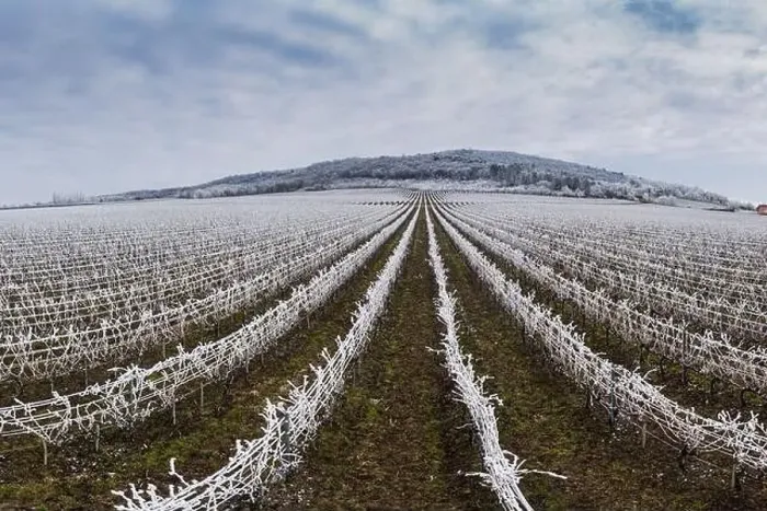 Framed Print : Winter frosty vineyard landscape covered by white flake ice near Harkany Framed Print : Winter frosty vineyard landscape covered by white flake ice near Harkany