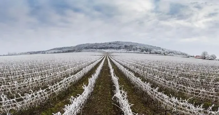 Framed Print : Winter frosty vineyard landscape covered by white flake ice near Harkany Framed Print : Winter frosty vineyard landscape covered by white flake ice near Harkany